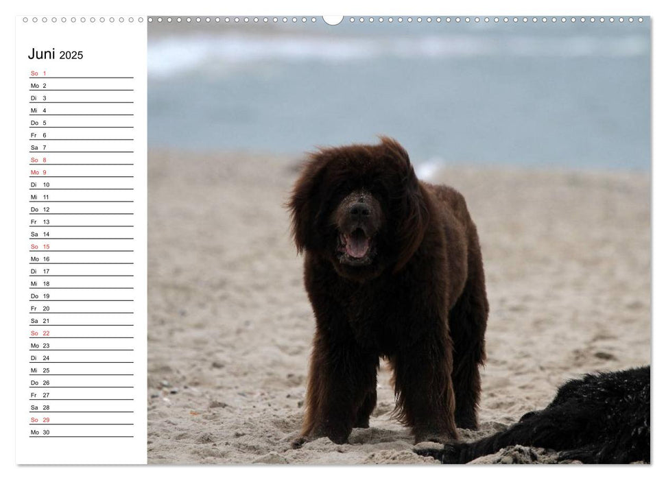 HUNDE AM STRAND (CALVENDO Premium Wandkalender 2025)