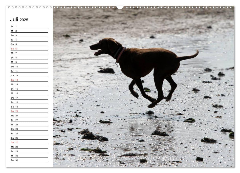 HUNDE AM STRAND (CALVENDO Premium Wandkalender 2025)