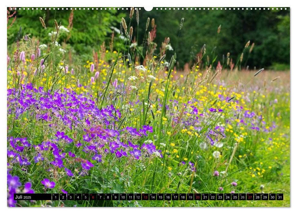 Der Harz - Sagenumwoben und Wildromantisch (CALVENDO Premium Wandkalender 2025)