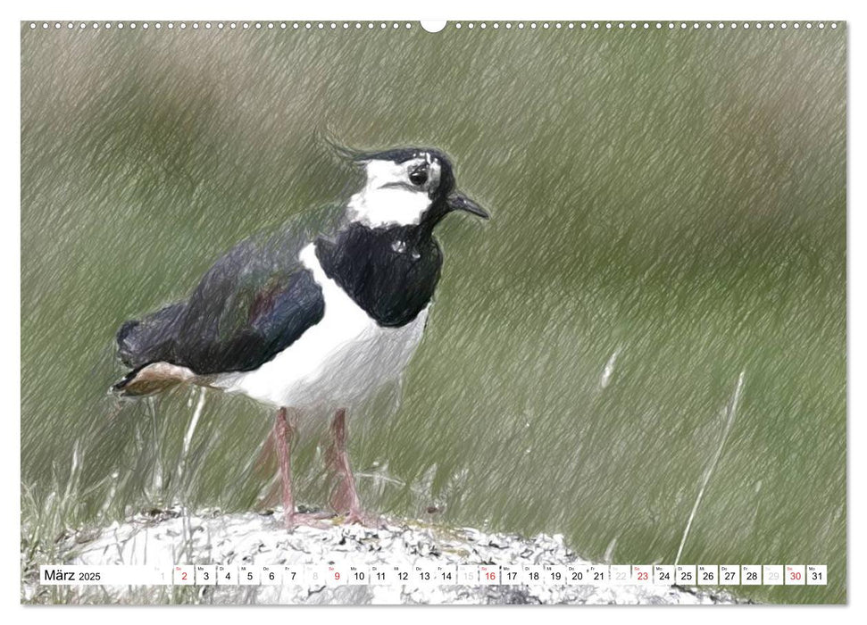 Schottlands Vogelwelt - Ein Porträt in Zeichnungen (CALVENDO Premium Wandkalender 2025)