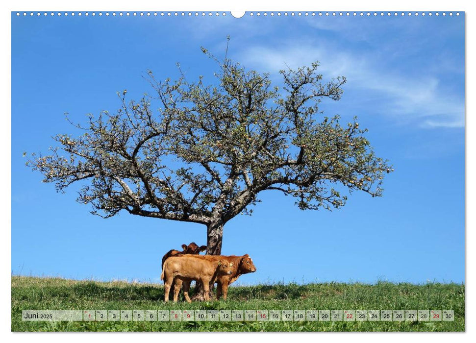 Südschwarzwald - Impressionen (CALVENDO Premium Wandkalender 2025)