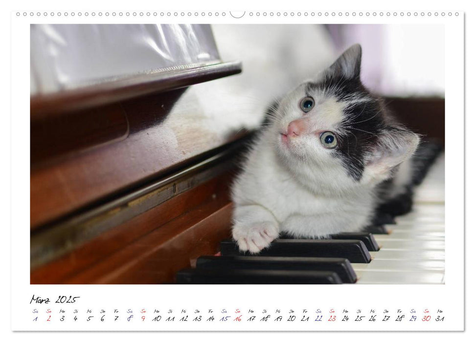 Die Launen der Katzen 2025 (CALVENDO Premium Wandkalender 2025)