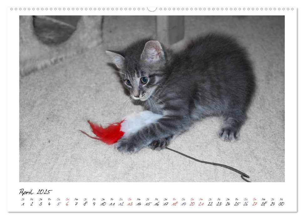 Die Launen der Katzen 2025 (CALVENDO Premium Wandkalender 2025)