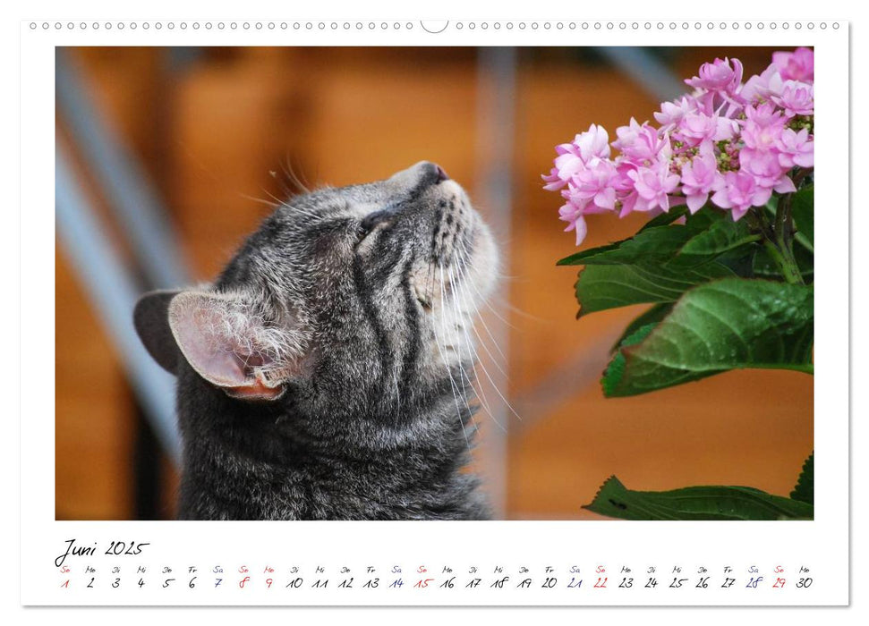 Die Launen der Katzen 2025 (CALVENDO Premium Wandkalender 2025)