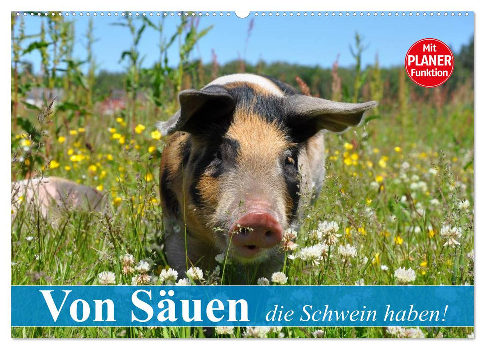 Von Säuen die Schwein haben! (CALVENDO Wandkalender 2025)