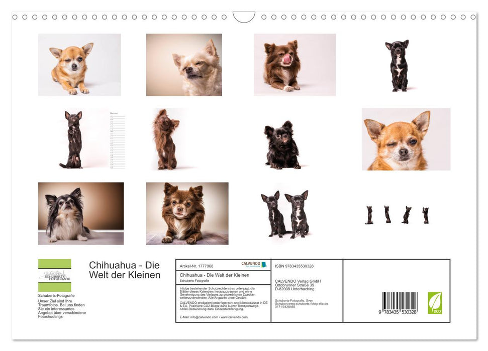 Chihuahua - Die Welt der Kleinen (CALVENDO Wandkalender 2025)