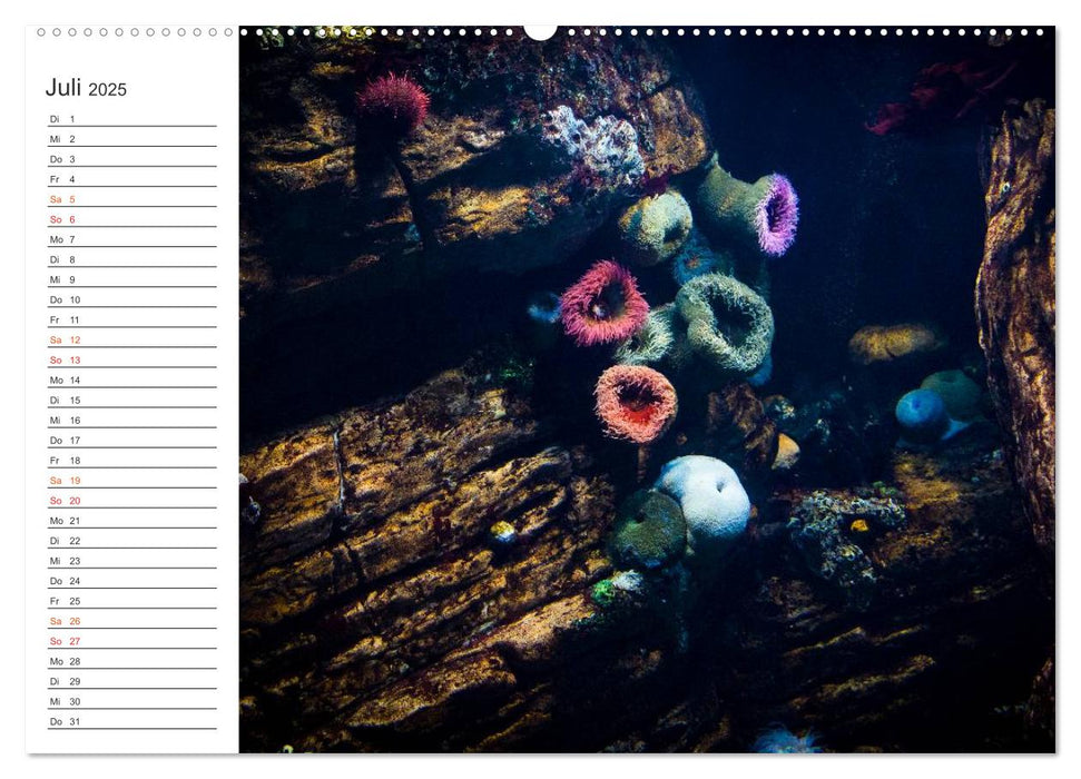 Die Farben der Ozeanwelt (CALVENDO Premium Wandkalender 2025)