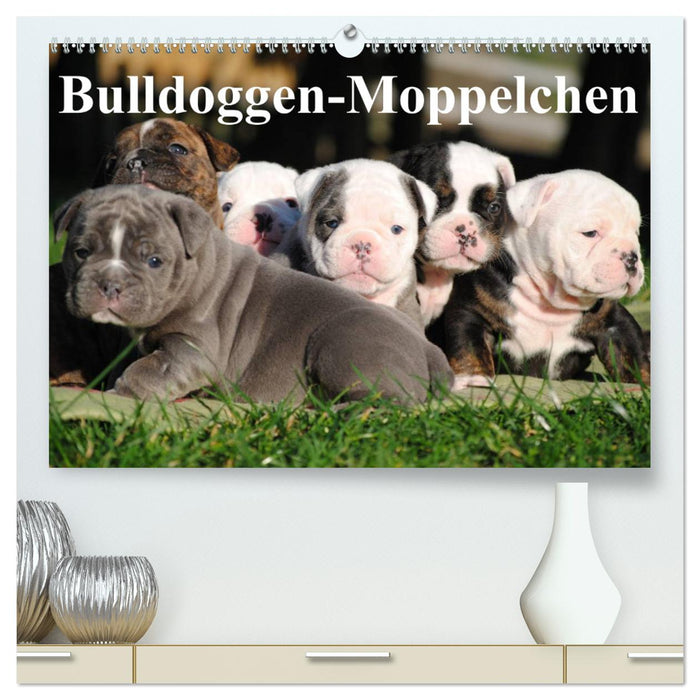 Bulldoggen-Moppelchen (CALVENDO Premium Wandkalender 2025)