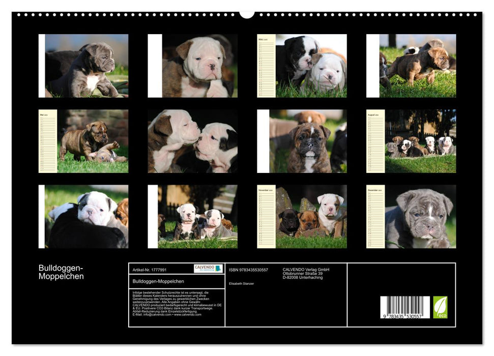 Bulldoggen-Moppelchen (CALVENDO Premium Wandkalender 2025)