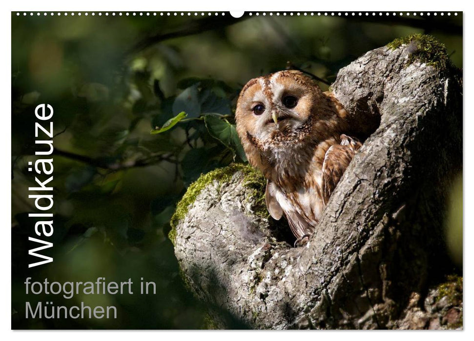 Waldkäuze, fotografiert in München (CALVENDO Wandkalender 2025)