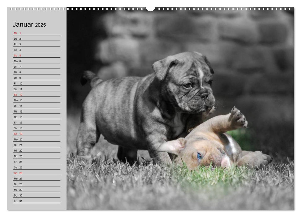 Bulldoggen-Zwerge (CALVENDO Premium Wandkalender 2025)