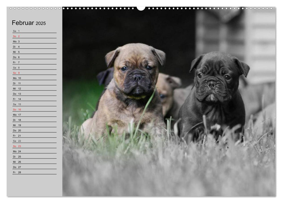 Bulldoggen-Zwerge (CALVENDO Premium Wandkalender 2025)