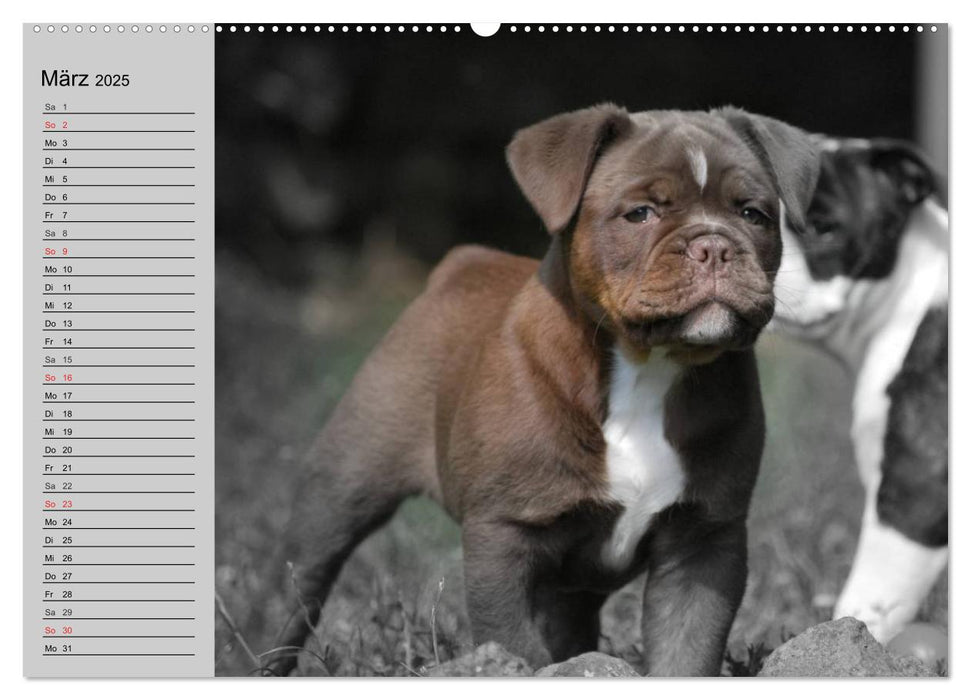 Bulldoggen-Zwerge (CALVENDO Premium Wandkalender 2025)