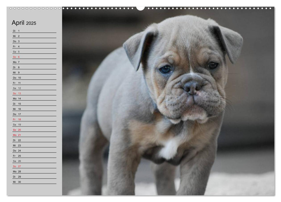 Bulldoggen-Zwerge (CALVENDO Premium Wandkalender 2025)