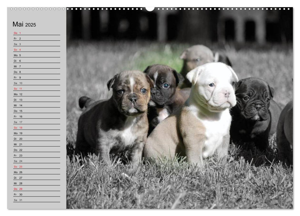 Bulldoggen-Zwerge (CALVENDO Premium Wandkalender 2025)