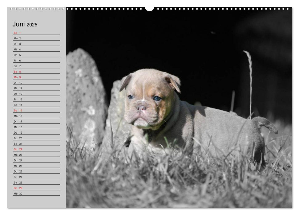 Bulldoggen-Zwerge (CALVENDO Premium Wandkalender 2025)