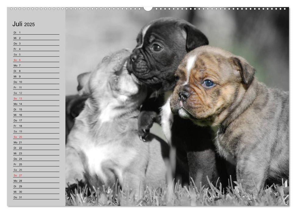 Bulldoggen-Zwerge (CALVENDO Premium Wandkalender 2025)