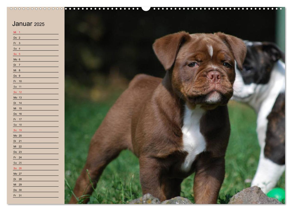 Bulldoggen-Kinder (CALVENDO Premium Wandkalender 2025)