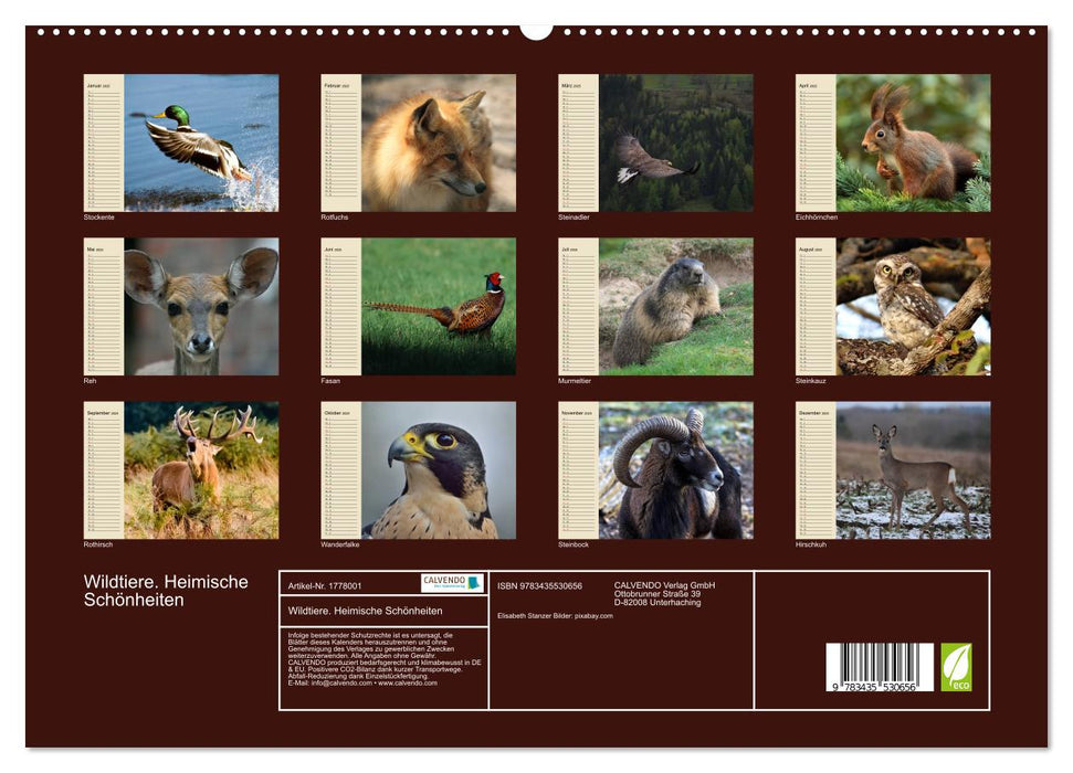 Wildtiere. Heimische Schönheiten (CALVENDO Premium Wandkalender 2025)