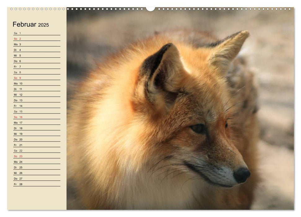 Wildtiere. Heimische Schönheiten (CALVENDO Premium Wandkalender 2025)