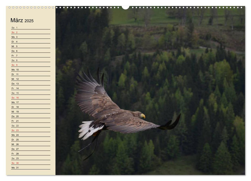 Wildtiere. Heimische Schönheiten (CALVENDO Premium Wandkalender 2025)