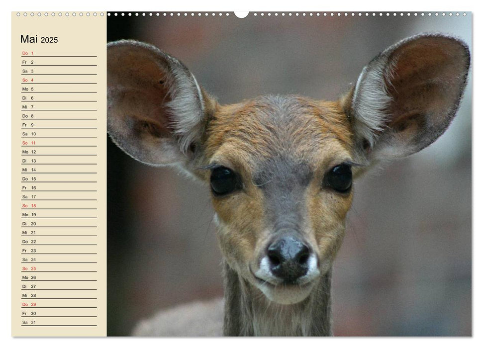 Wildtiere. Heimische Schönheiten (CALVENDO Premium Wandkalender 2025)