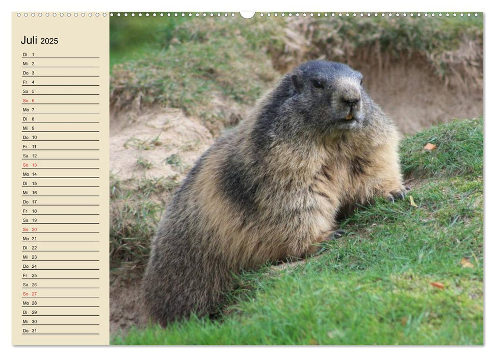 Wildtiere. Heimische Schönheiten (CALVENDO Premium Wandkalender 2025)