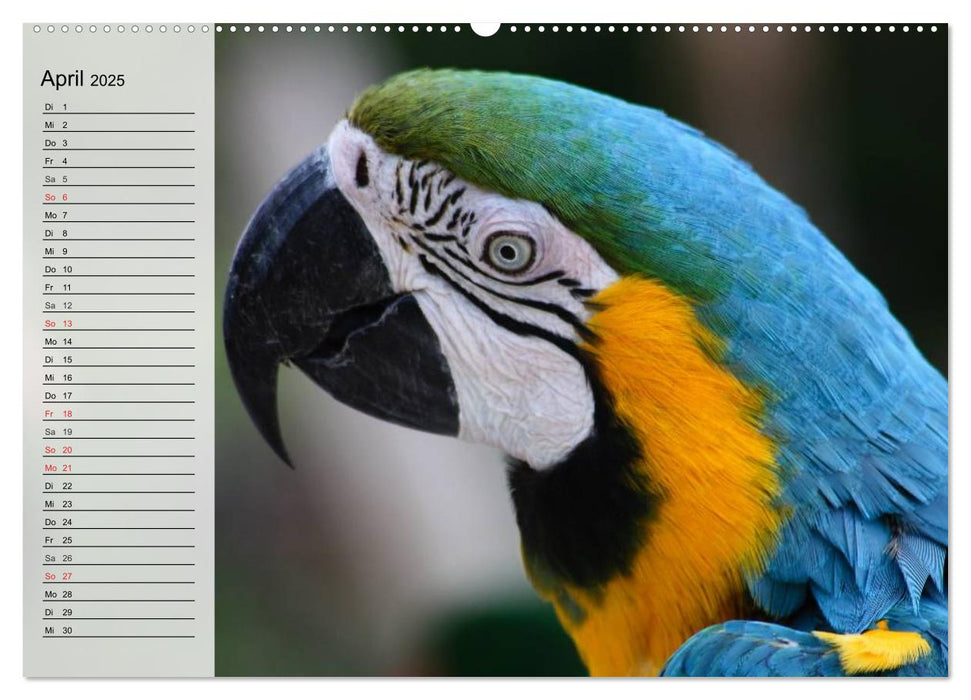 Papageien. Bunt, laut und klug (CALVENDO Premium Wandkalender 2025)