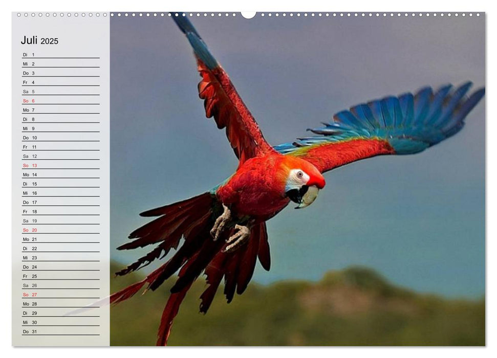 Papageien. Bunt, laut und klug (CALVENDO Premium Wandkalender 2025)