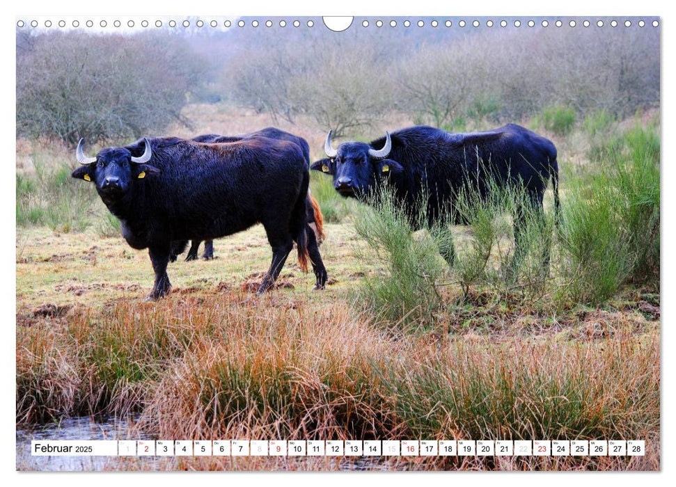 Die Wahner Heide - Landschaft und Weidetiere (CALVENDO Wandkalender 2025)