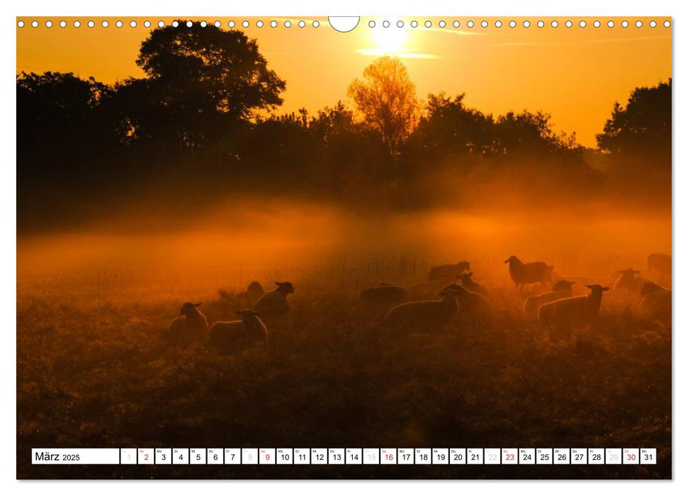 Die Wahner Heide - Landschaft und Weidetiere (CALVENDO Wandkalender 2025)