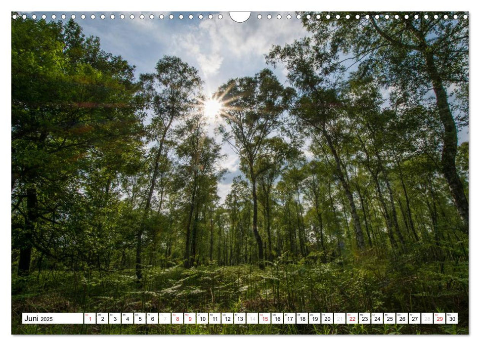 Die Wahner Heide - Landschaft und Weidetiere (CALVENDO Wandkalender 2025)