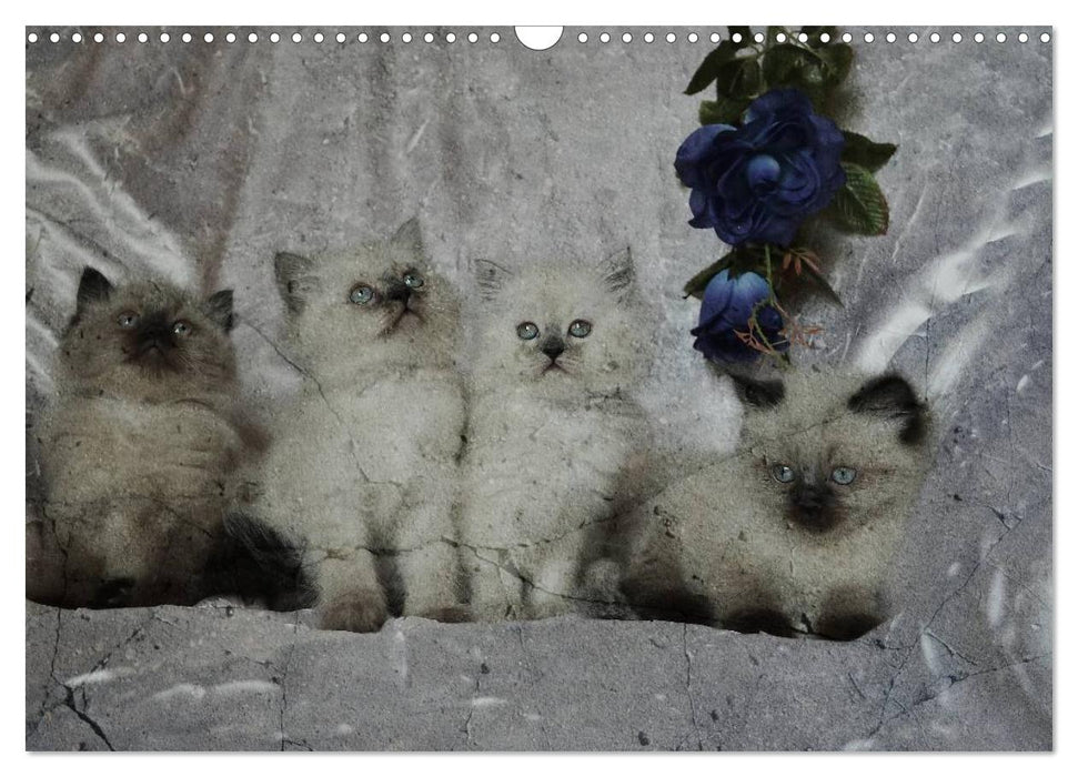 Oma's Katzenkalender 2025 (CALVENDO Wandkalender 2025)