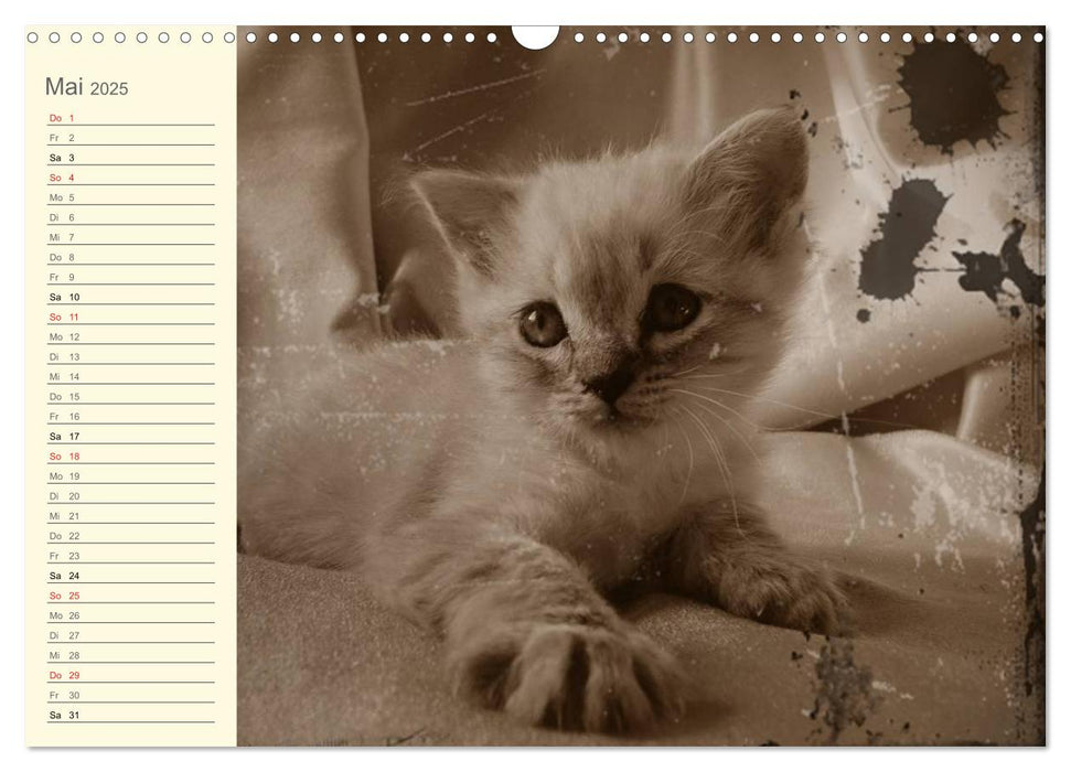 Oma's Katzenkalender 2025 (CALVENDO Wandkalender 2025)