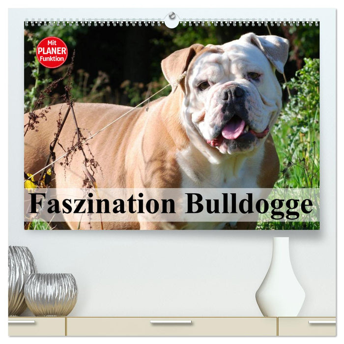 Faszination Bulldogge (CALVENDO Premium Wandkalender 2025)