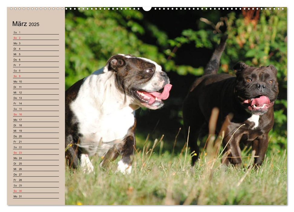 Faszination Bulldogge (CALVENDO Premium Wandkalender 2025)