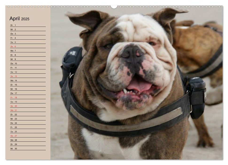 Faszination Bulldogge (CALVENDO Premium Wandkalender 2025)