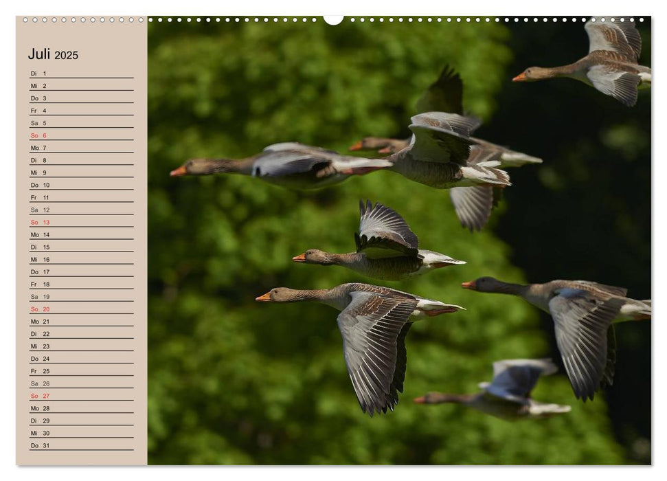 Gänse und Enten. Schnattern, watscheln, quaken! (CALVENDO Premium Wandkalender 2025)