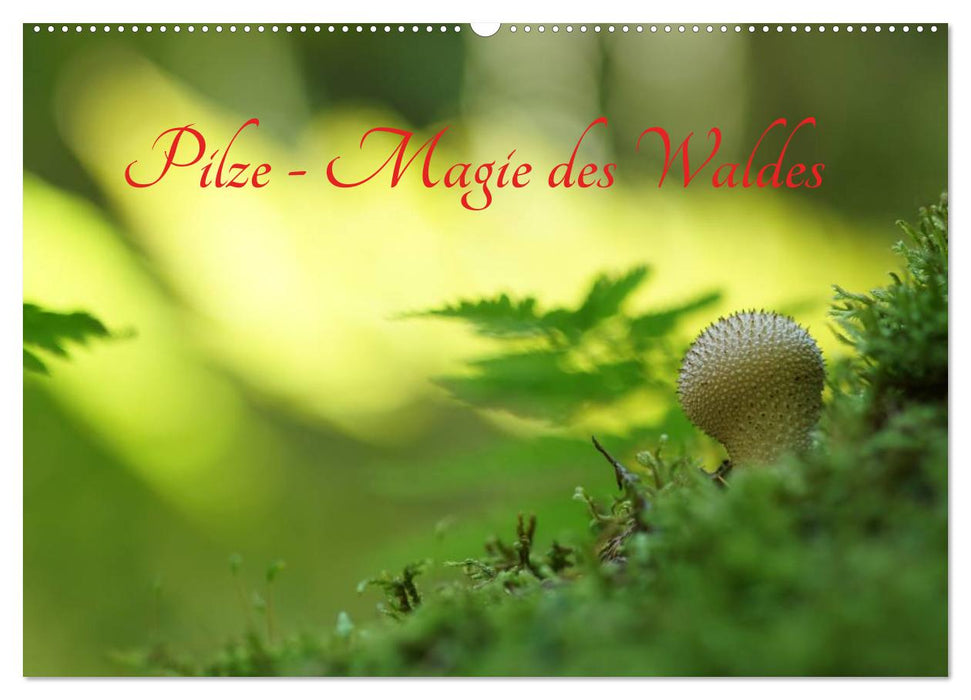 Pilze - Magie des Waldes (CALVENDO Wandkalender 2025)