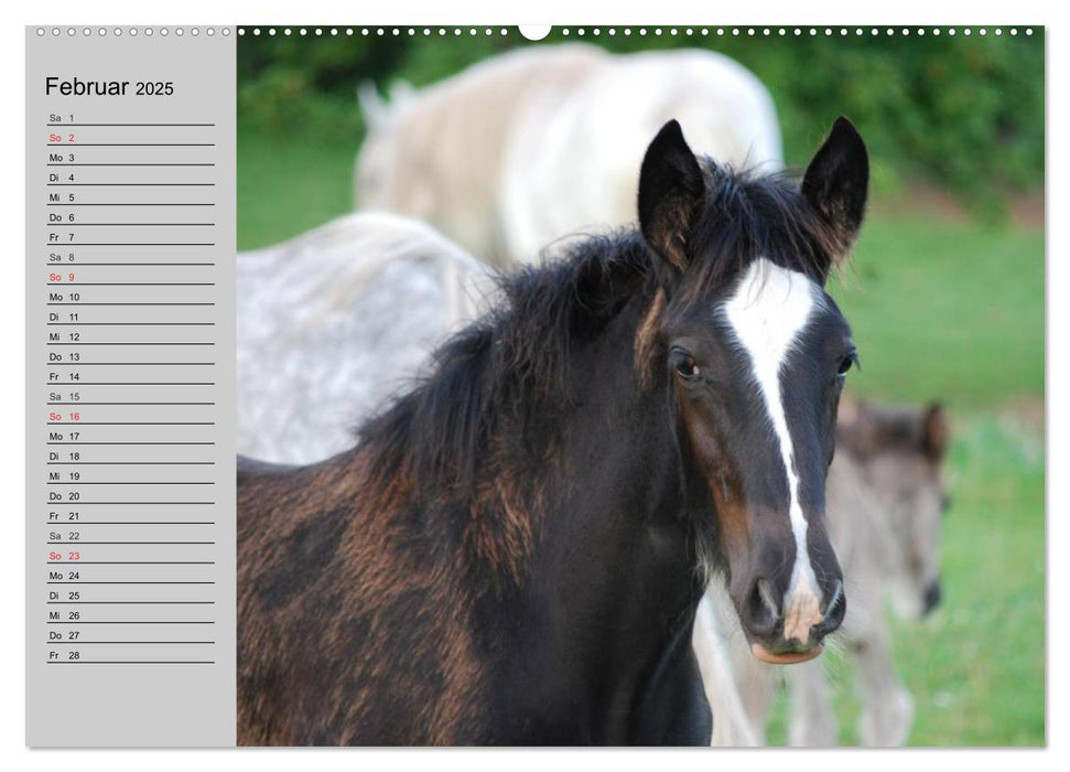 Das Shire Horse. Impressionen (CALVENDO Premium Wandkalender 2025)