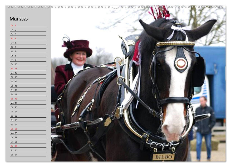 Das Shire Horse. Impressionen (CALVENDO Premium Wandkalender 2025)