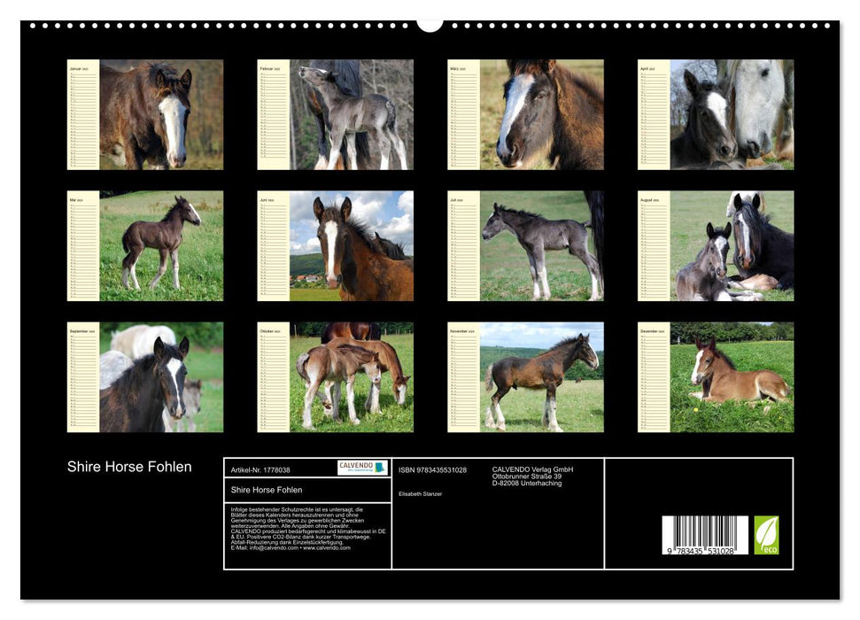 Shire Horse Fohlen (CALVENDO Premium Wandkalender 2025)