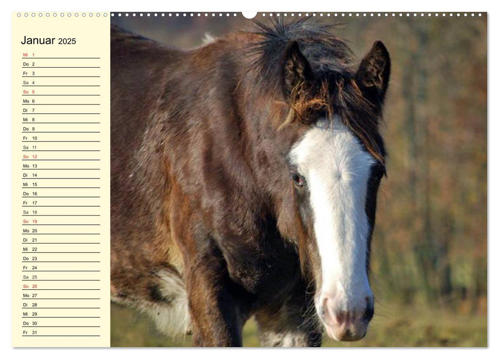 Shire Horse Fohlen (CALVENDO Premium Wandkalender 2025)