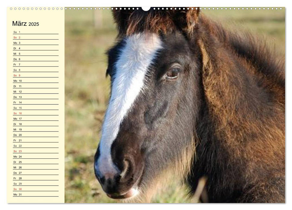 Shire Horse Fohlen (CALVENDO Premium Wandkalender 2025)