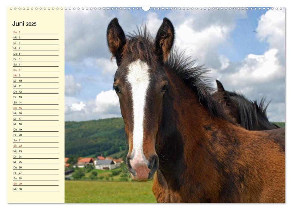 Shire Horse Fohlen (CALVENDO Premium Wandkalender 2025)