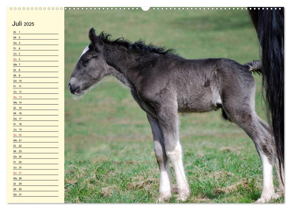 Shire Horse Fohlen (CALVENDO Premium Wandkalender 2025)