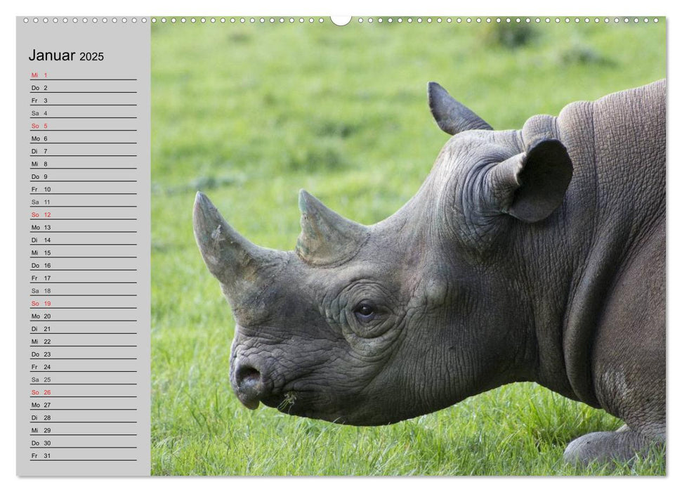 Nashörner und Flusspferde (CALVENDO Premium Wandkalender 2025)