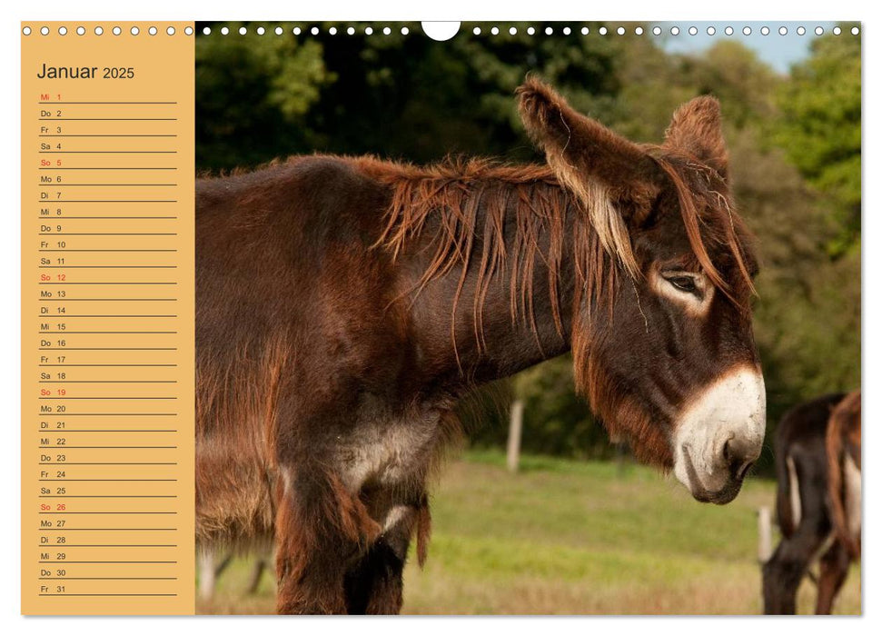 Großesel an der Loreley (CALVENDO Wandkalender 2025)