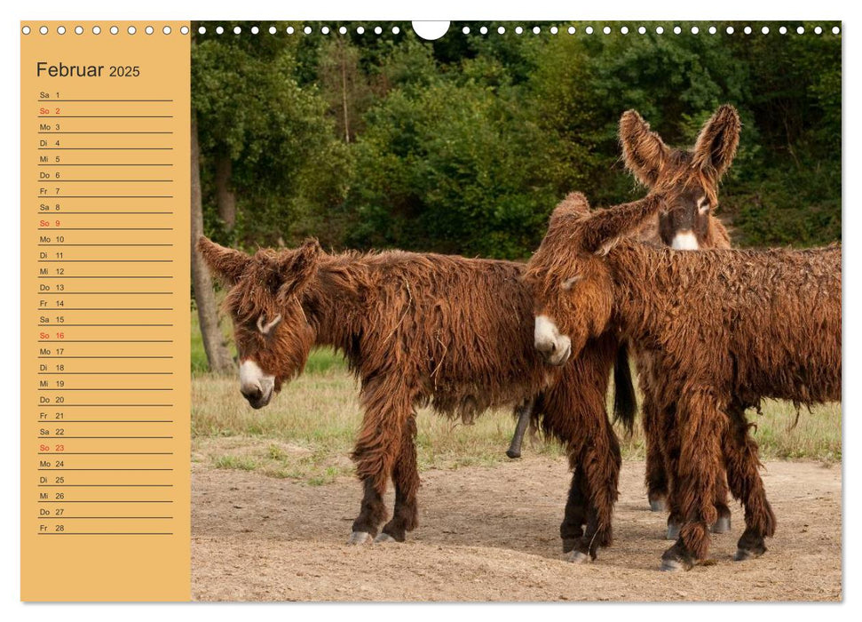 Großesel an der Loreley (CALVENDO Wandkalender 2025)