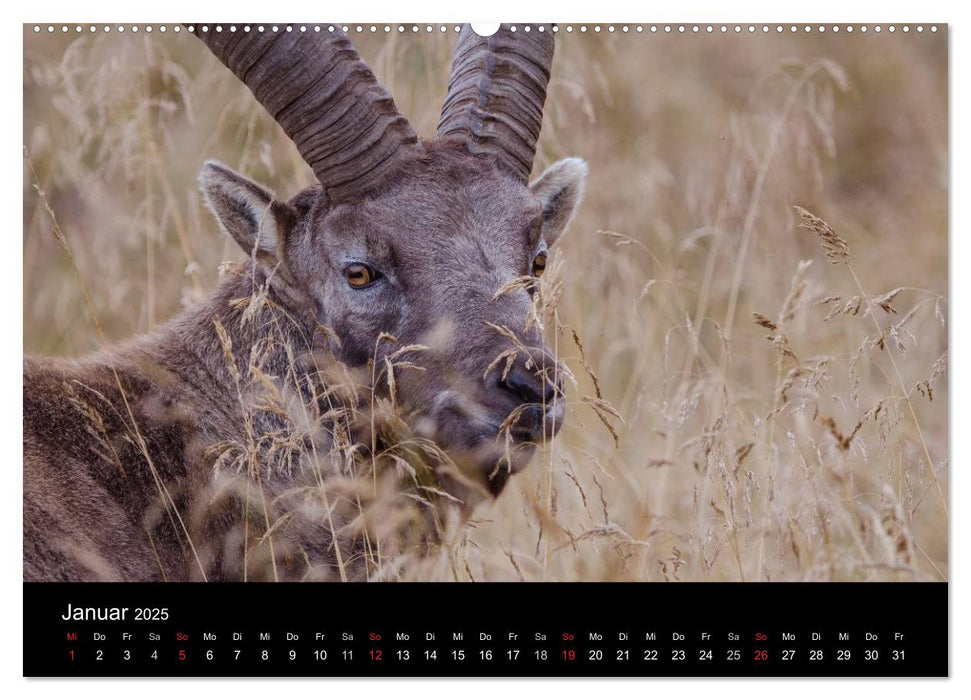 Steinwild in den Schweizer Voralpen (CALVENDO Premium Wandkalender 2025)